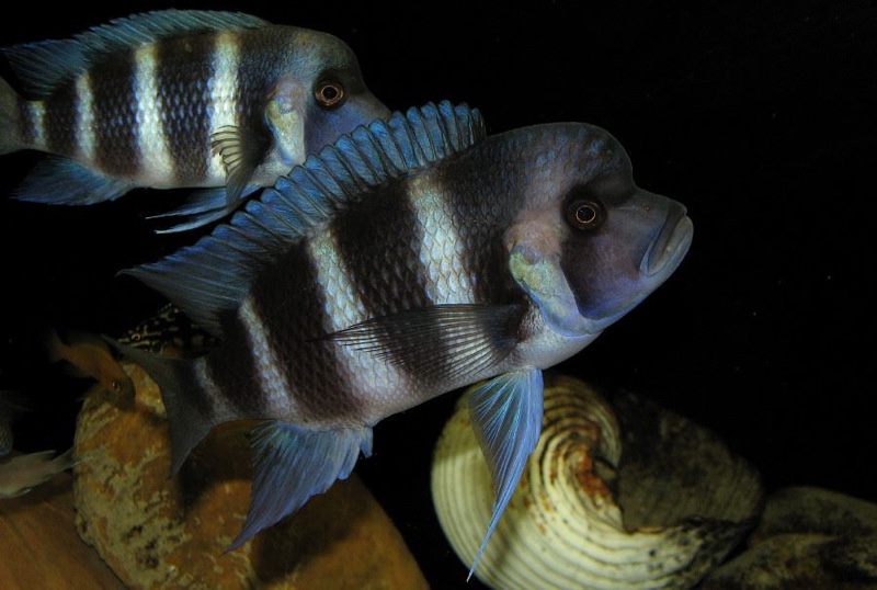 Cyphotilapia gibberosa 'Ikola'